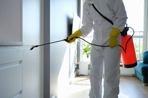 Best Attic Mold Removal  in Sun City, AZ