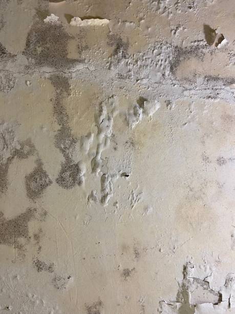 Attic Mold Removal in Sun City, AZ