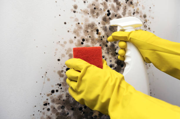 Best Mold Removal Process  in Sun City, AZ