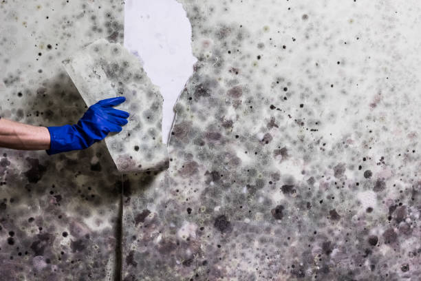 Mold Removal Process in Sun City, AZ