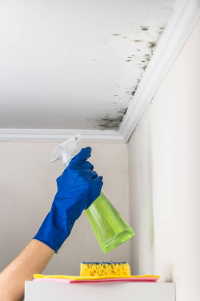 Best Toxic Mold Removal  in Sun City, AZ